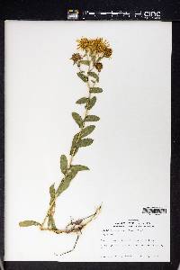 Grindelia squarrosa image