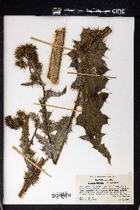 Cirsium campylon image