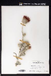 Cirsium occidentale var. candidissimum image