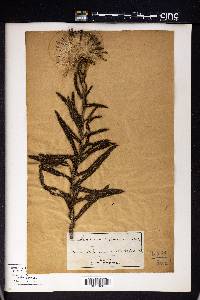 Cirsium repandum image