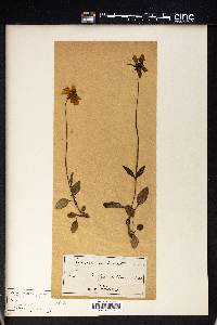 Coreopsis auriculata image