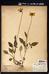 Coreopsis auriculata image