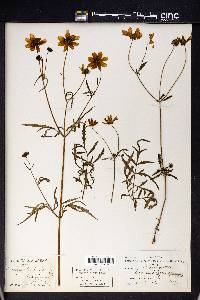 Coreopsis trichosperma image