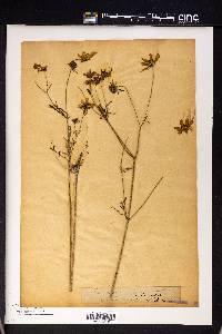 Coreopsis trichosperma image