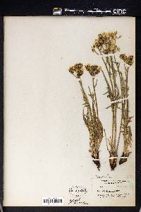 Crepis barbigera image