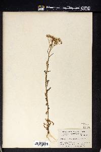 Crepis capillaris image