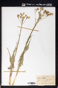 Crepis intermedia image