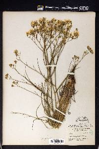 Crepis intermedia image