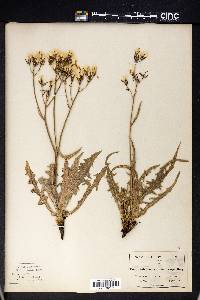 Crepis intermedia image