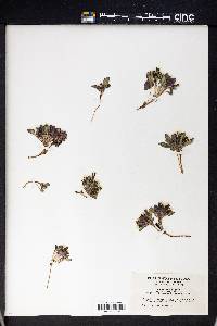 Crepis nana subsp. typica image