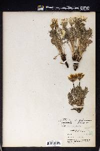 Crepis modocensis subsp. rostrata image