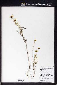 Bidens aristosa image