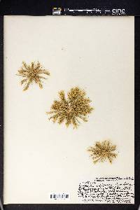 Eragrostis whitneyi image