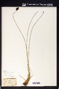 Fimbristylis ferruginea image