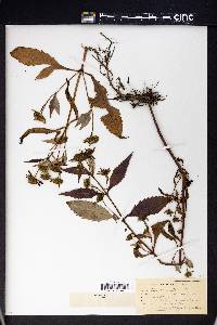 Bidens connata image