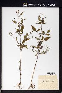 Bidens discoidea image