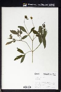 Bidens vulgata image