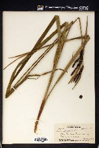 Carex alligata image