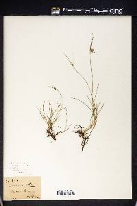 Carex inversa image