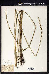Carex appressa image