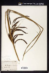 Carex ternaria image