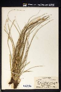 Carex wahuensis image