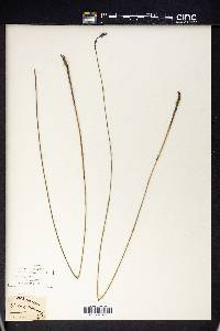 Machaerina juncea image