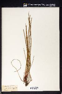 Eleocharis fistulosa image