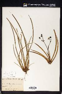 Libertia ixioides image