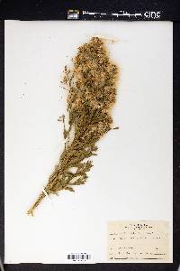 Baccharis neglecta image