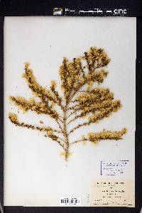 Baccharis pteronioides image