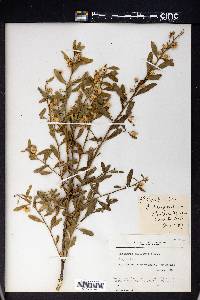 Baccharis salicina image