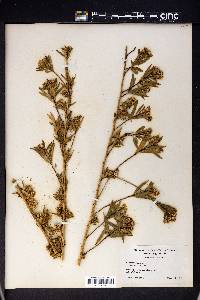 Baccharis salicifolia image