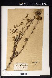 Eriophyllum confertiflorum image