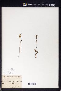 Pterostylis trullifolia image