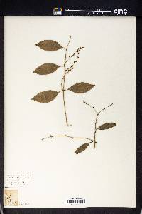 Rhipogonum album image