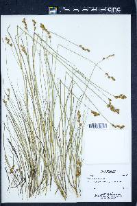 Carex hormathodes image