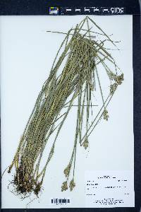 Carex longii image