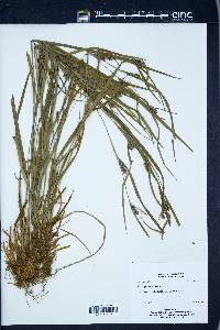 Carex grisea image