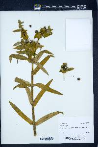 Euphorbia lathyris image