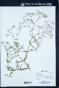 Gypsophila paniculata image