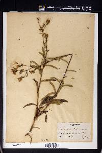 Aster gracilis image