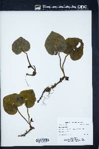 Image Associated With the Occurence