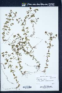 Hypericum boreale image