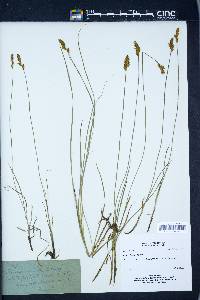 Carex siccata image