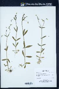 Cerastium longipedunculatum image