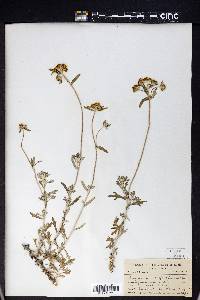 Eriophyllum confertiflorum image