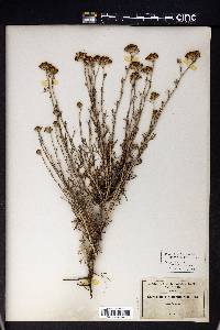 Eriophyllum confertiflorum image