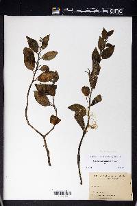Image Associated With the Occurence