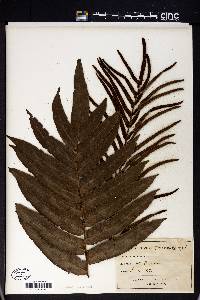 Blechnum capense image